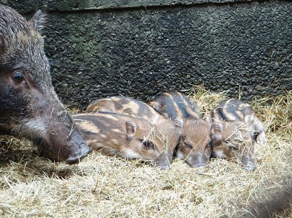 臺(tái)北動(dòng)物園野豬生龍鳳四胞胎端午見客（圖）