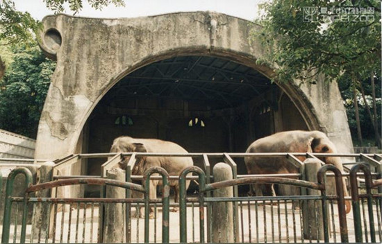 百年臺(tái)北動(dòng)物園上演多起逃亡記 靈長類挖地道溜走(圖)