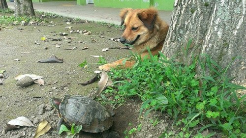 流浪狗變校犬陪伴學(xué)童 和校龜成好友(圖)