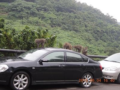 獼猴佔(zhàn)領(lǐng)汽車