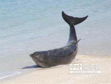 墾丁砂島海域3隻海豚擱淺在沙灘