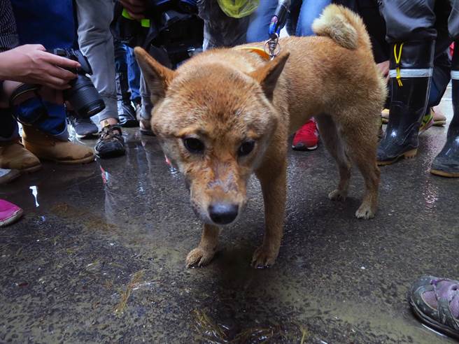 災(zāi)後第7天 小柴犬幸運(yùn)存活！