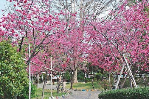 臺媒：“春神”走入臺中市區(qū)賞櫻不必爬山