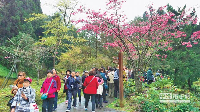 阿里山花季，12、13日有2.5萬名賞花客，其中逾萬人是大陸團客