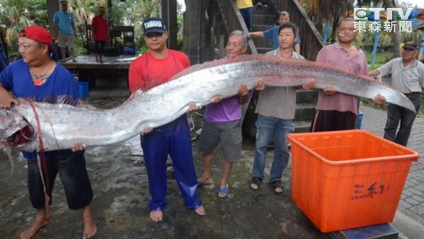 臺灣漁民捕獲兩條“地震魚”