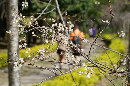 南投縣奧萬大森林遊樂園區(qū)的霧社山櫻以往都是2月下旬至3月中旬為開花期,但目前卻已開花。臺灣《聯(lián)合報》記者陳妍霖攝影