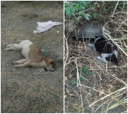 高雄現(xiàn)變態(tài)虐狗狂，幼犬被埋入土中活活悶死