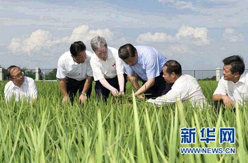 2013年7月22日下午，習(xí)近平來到鄂州市鄂城區(qū)杜山鎮(zhèn)東港村水稻育種基地考察。 新華社記者 黃敬文 攝