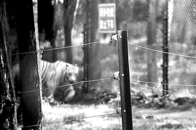 八達嶺野生動物園猛獸區(qū)重開自駕遊 路旁設電網(wǎng)