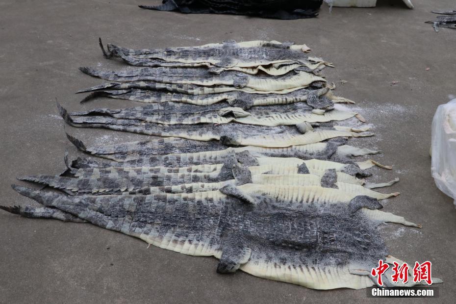 廣西海警查獲1609張涉嫌走私鱷魚皮