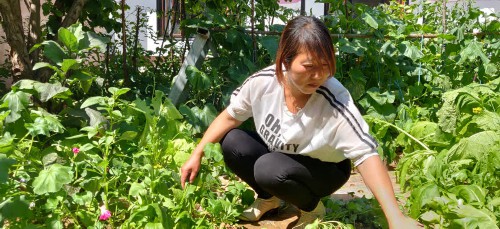 寧夏海原：破解馬鈴薯增收的生態(tài)“密碼”