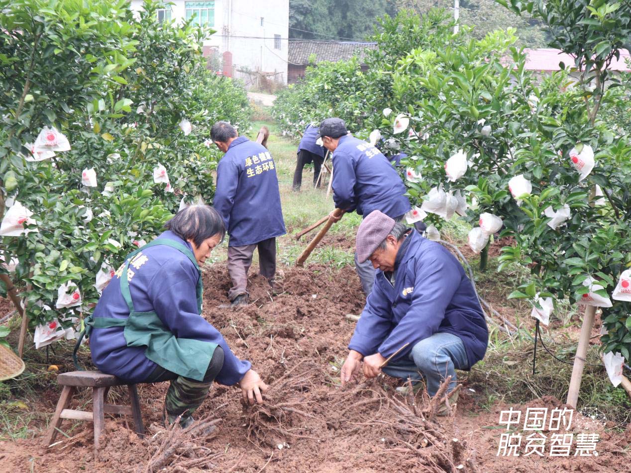 村民在種植基地挖芍藥（攝影：央視網(wǎng)記者 董淑雲(yún)）