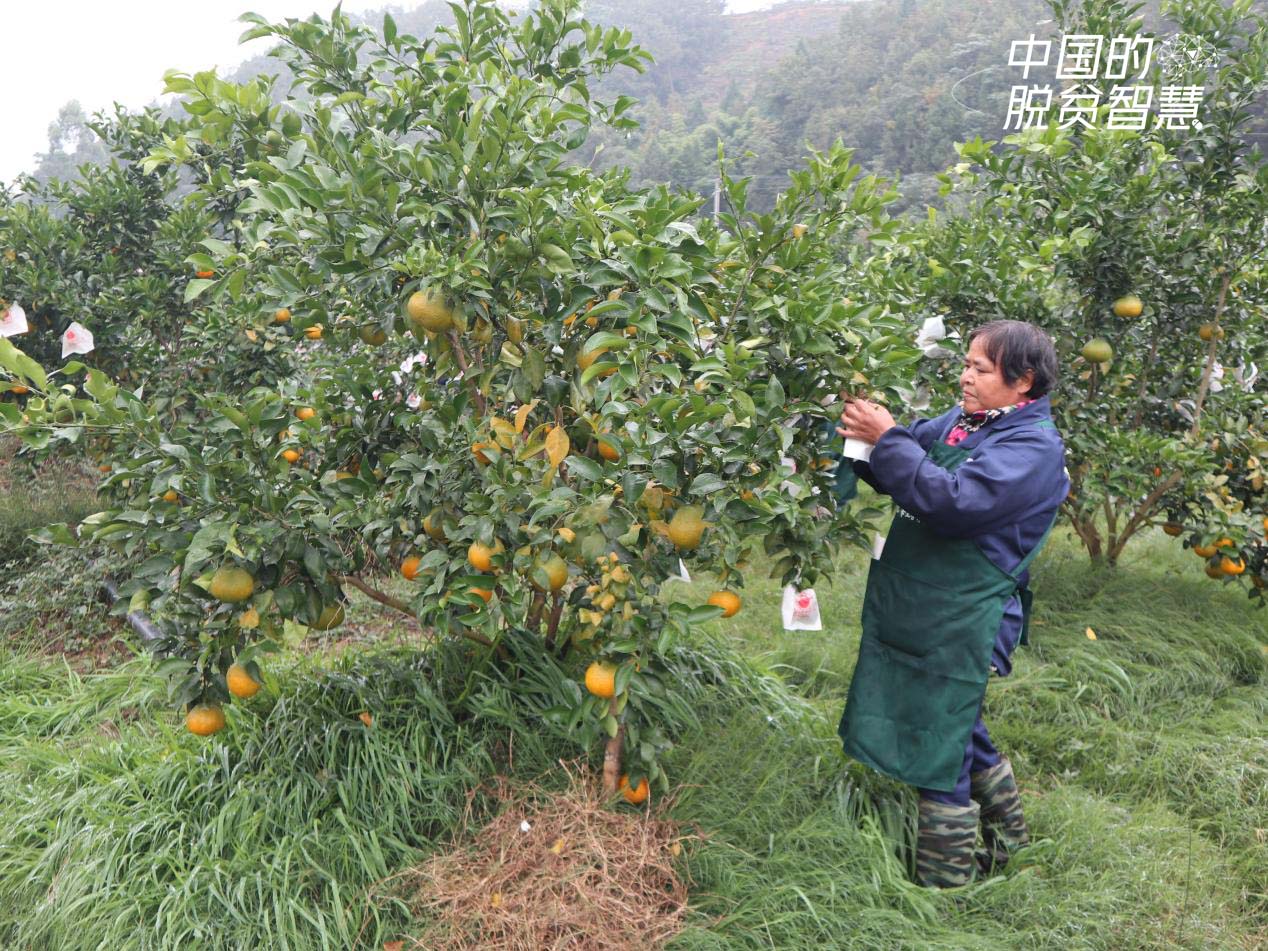 村民在果園套果袋（攝影：央視網(wǎng)記者 董淑雲(yún)）