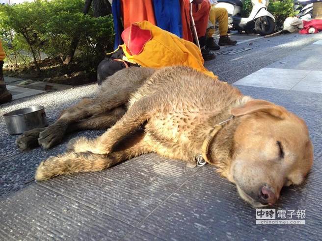 高雄氣爆搜救犬累趴 讓人感動(dòng)又不捨