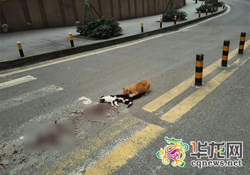 公貓被撞死母貓車流中輕吻守護(hù)久久不忍離（圖）