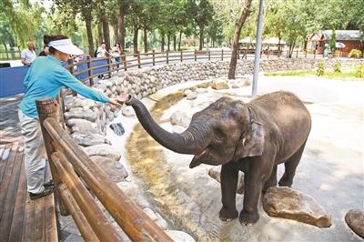 京野生動(dòng)物園:動(dòng)物消暑每天吃掉600斤西瓜(圖)