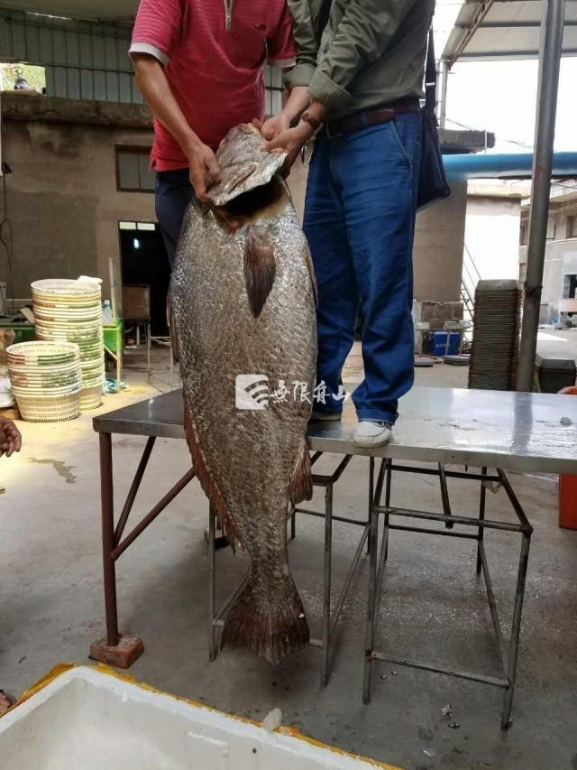 浙江漁民捕到大魚(yú)開(kāi)價(jià)110萬(wàn)魚(yú)鰾價(jià)比黃金(圖)