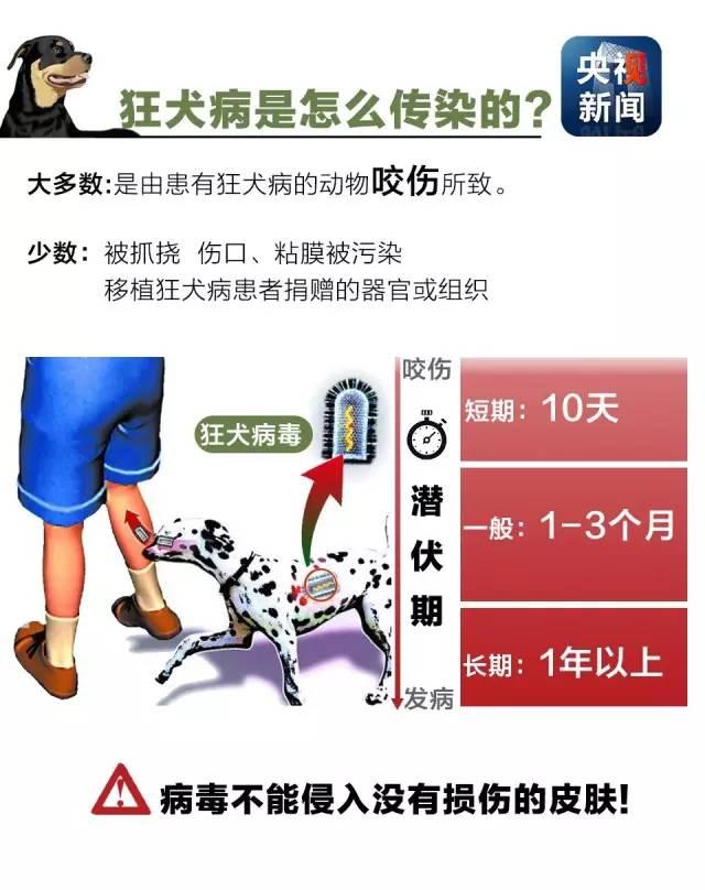 狂犬病致死率接近100%！了解這些知識讓你遠離它！