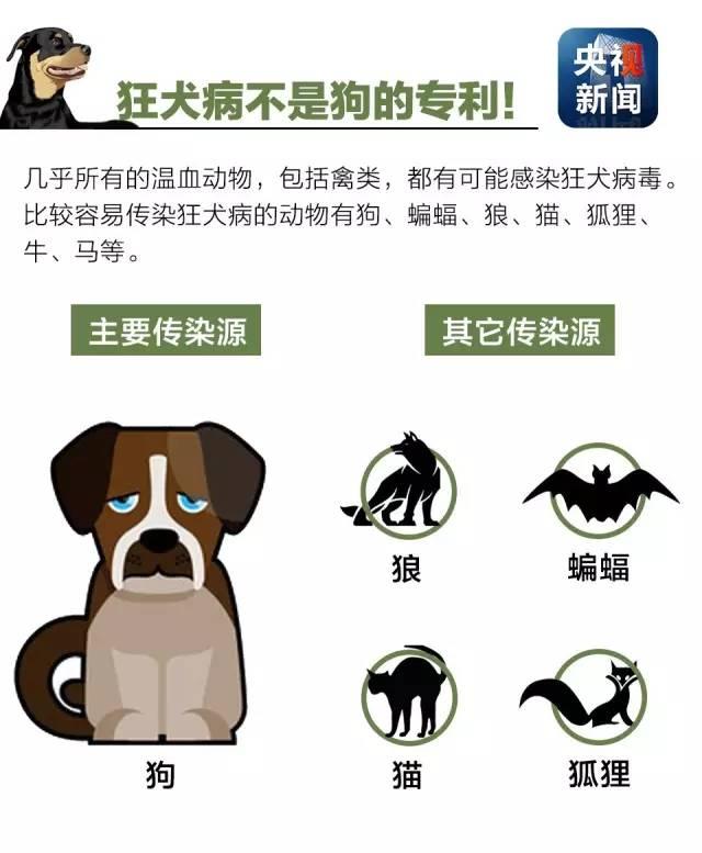 狂犬病致死率接近100%！了解這些知識讓你遠離它！