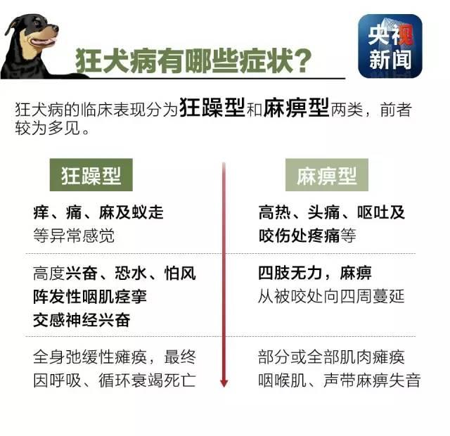 狂犬病致死率接近100%！了解這些知識讓你遠離它！