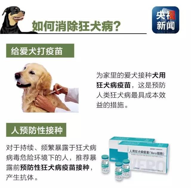 狂犬病致死率接近100%！了解這些知識讓你遠離它！