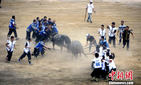 海內(nèi)外120頭“牛王”雲(yún)集貴州凱里爭(zhēng)150萬元獎(jiǎng)金