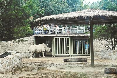 北京動(dòng)物園犀牛雕塑刻上沒有買賣就沒有殺害