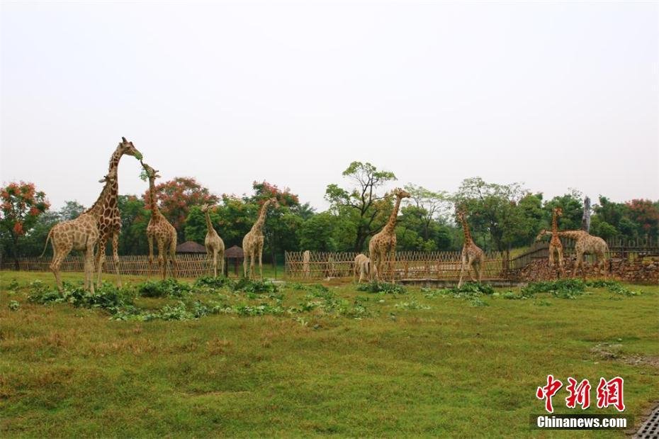 常州展出投喂致死長(zhǎng)頸鹿 呼籲保護(hù)動(dòng)物