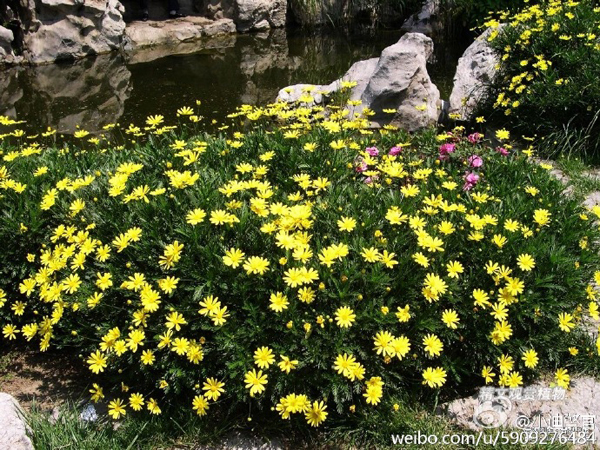 “採(cǎi)花大盜”們覬覦的黃金菊種植于上海迪士尼度假區(qū)。