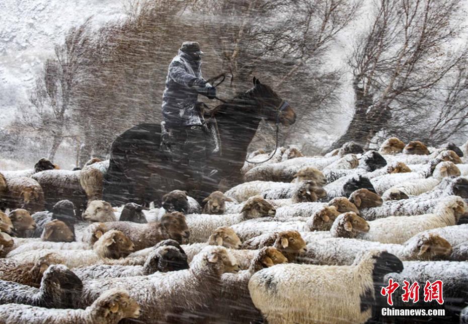 新疆伊犁牧民冒風雪轉(zhuǎn)場