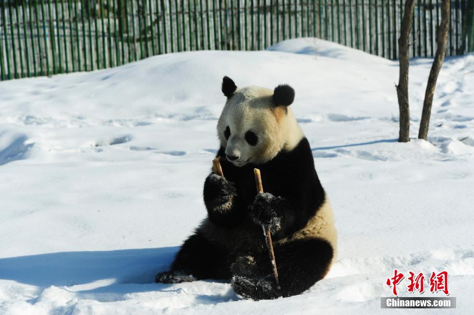 中國(guó)最北熊貓館 明星熊貓雪中撒歡