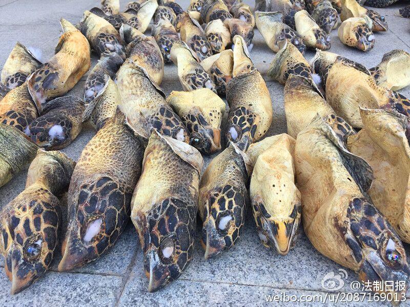 南寧海關(guān)查獲特大走私珍稀動物案 繳獲玳瑁上百隻