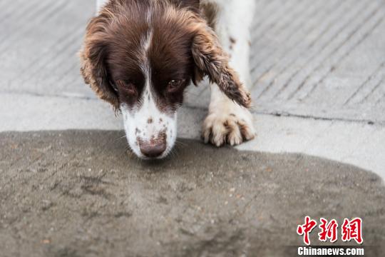 警犬小米：文能賣萌找球武能滴血尋兇（圖）