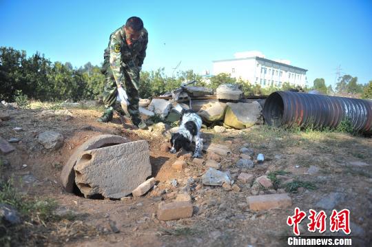 中國西南地區(qū)搜救犬昆明集訓(xùn)磨練“十八般武藝”