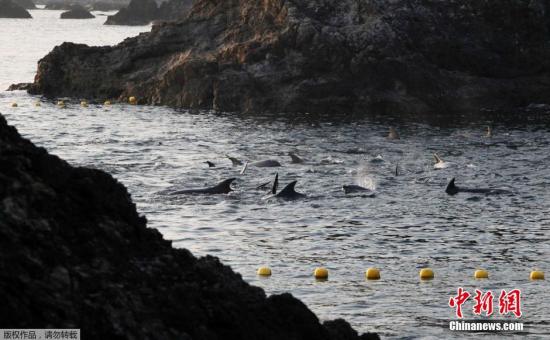 資料圖：當(dāng)?shù)貢r(shí)間2014年1月21日，日本太地“海豚灣”，日本漁民圍捕入網(wǎng)的海豚。 據(jù)報(bào)道，在一年一度的海豚圍捕活動(dòng)中，已有數(shù)百海豚被獵殺。