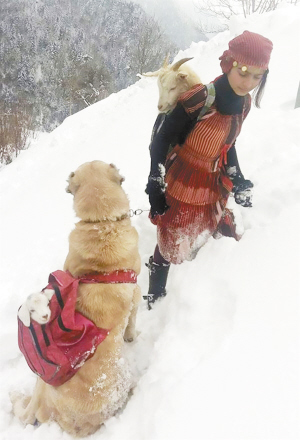 土耳其11歲女孩和狗狗風(fēng)雪中救一對山羊母子