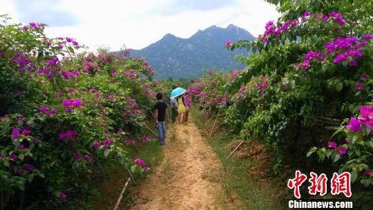 兩岸農(nóng)民福建合作種“三角梅”辟致富新路