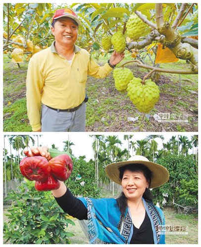 先預(yù)購(gòu)後接單臺(tái)灣水果大陸銷售新模式(圖)