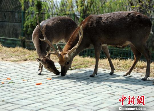 劉公島為臺(tái)贈(zèng)大陸動(dòng)物“選美”慶祝入住三週年