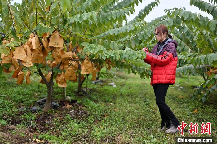 陳燕儒在查看釋迦果樹?！∮峋?攝