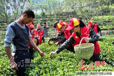 湖北宜昌：“助農(nóng)採(cǎi)茶”踐行群眾路線