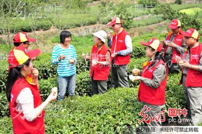 湖北宜昌：“助農(nóng)採(cǎi)茶”踐行群眾路線